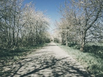 Road passing through trees