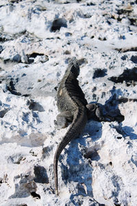 High angle view of lizard on snow