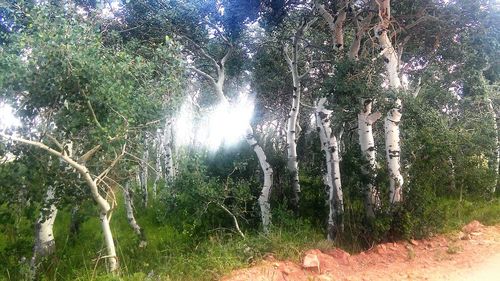 Sun shining through trees