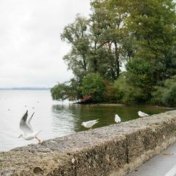 Birds flying over lake