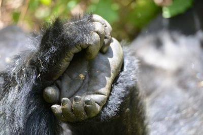 Close-up of gorilla hand and feet