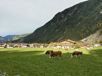 Scenic view of grassy field