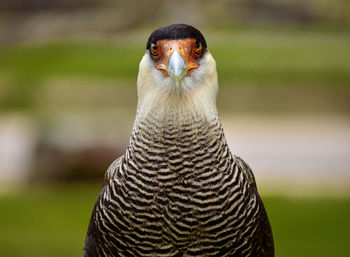 Close-up portrait of a bird