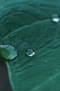 Close-up of raindrops on green leaves