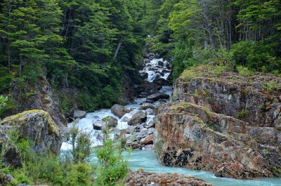 River flowing through forest