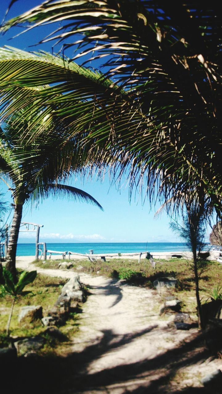 sea, beach, horizon over water, shore, sand, water, palm tree, tree, tranquil scene, vacations, tranquility, scenics, nature, beauty in nature, sky, coastline, blue, leisure activity, relaxation