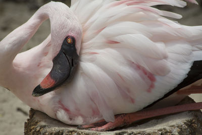 Close-up of bird