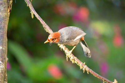 Close-up of bird perching on branch