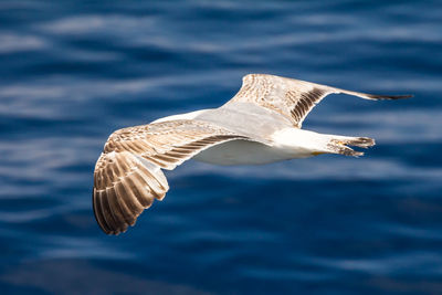 European herring gull, seagull, larus argentatus flying in the summer along the shores of aegean sea