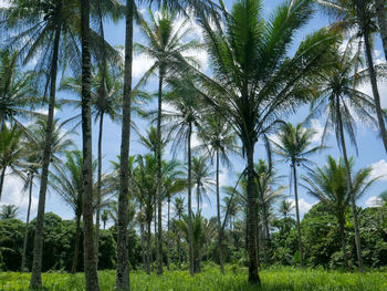 Panoramic view of palm trees against sky