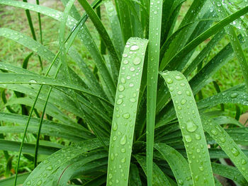 Full frame shot of wet plants