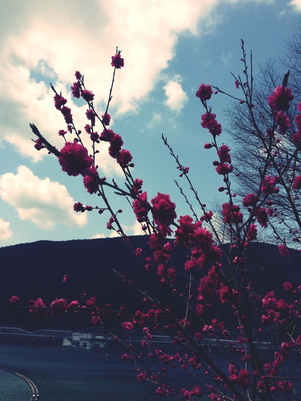 flower, freshness, sky, pink color, fragility, growth, beauty in nature, low angle view, cloud - sky, nature, blossom, tree, blooming, petal, in bloom, cloud, branch, pink, plant, red