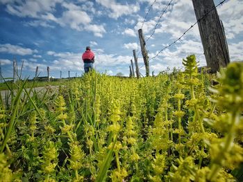 Rear view of man standing by plants against sky