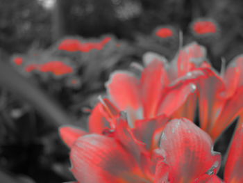 Close-up of orange flowers blooming outdoors