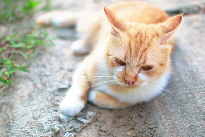 Close-up of a cat