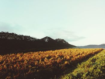 Scenic view of landscape against sky