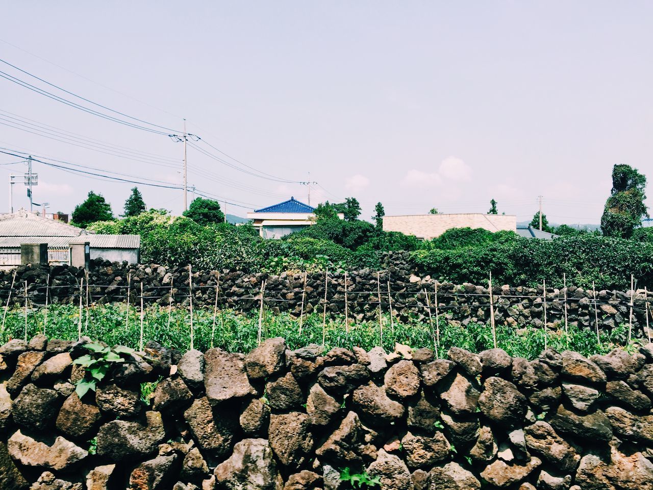 growth, agriculture, sky, plant, rural scene, field, building exterior, built structure, clear sky, house, architecture, nature, green color, farm, day, fence, outdoors, no people, growing, grass