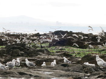 Seagulls on beach against sky