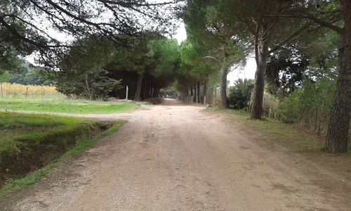 Road passing through forest