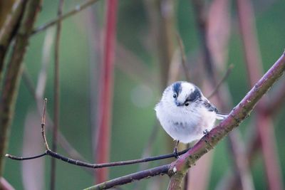 Close-up of bird perching on tree