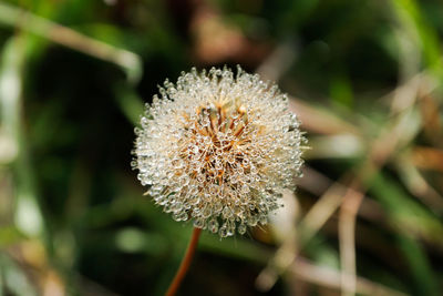 Close-up of wilted flower on field