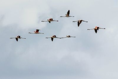 Low angle view of birds flying against sky