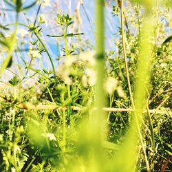 Close-up of fresh plants on field