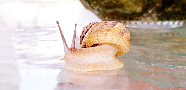 Close-up of snail