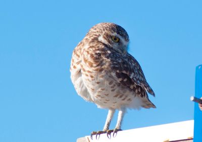 Low angle view of bird perching