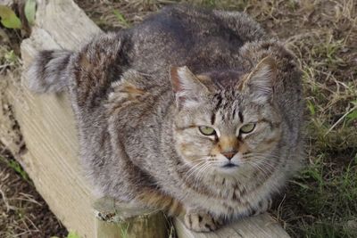 Close-up portrait of a cat on field