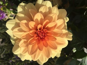 Close-up of flower blooming outdoors