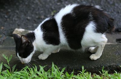 Close-up of cat on grass