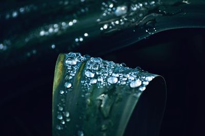 Close-up of raindrops on leaf