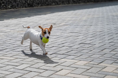 Dog standing on footpath