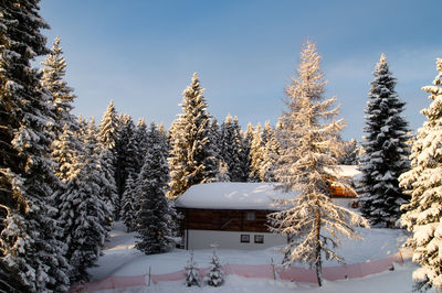 Trees in forest, snów, mountains, alps