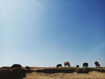 Cows grazing on field against blue sky