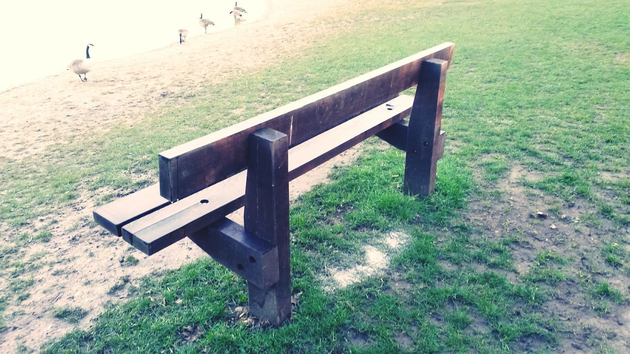 grass, field, bench, grassy, empty, wood - material, tranquility, nature, green color, landscape, tranquil scene, absence, day, growth, tree, outdoors, wooden, park bench, sunlight, shadow