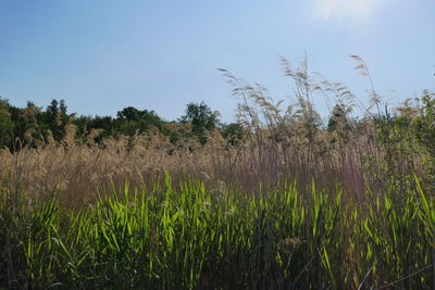 Crops growing on field against sky
