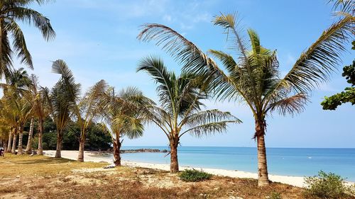 Palm trees on beach against sky