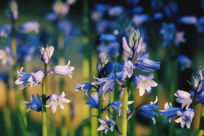 Close-up of purple flowering plants on field