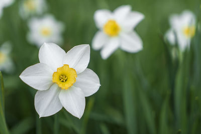 Close-up of white flowering plant