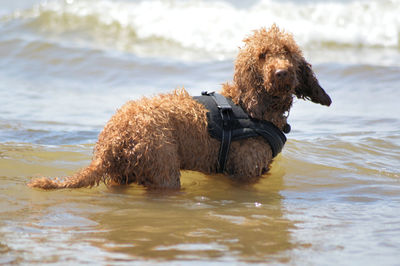 Dog playing in the sea