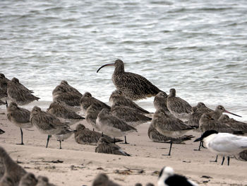 Seagulls on beach