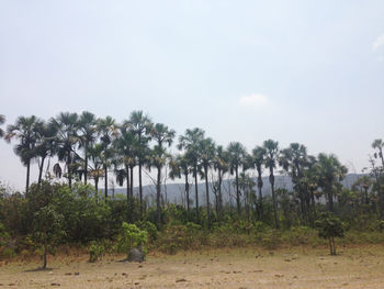 Scenic view of palm trees on beach against sky