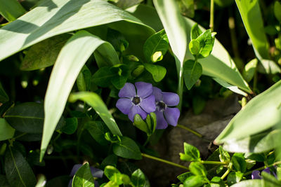 Close-up of purple flowering plants