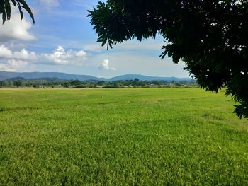 Scenic view of field against sky