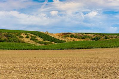 Scenic view of agricultural field against sky