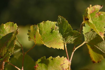 Close-up of fresh green leaves