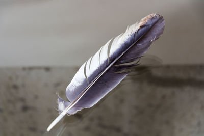 Close-up of feather on paper
