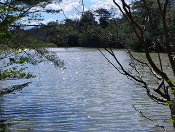Scenic view of river in forest against sky
